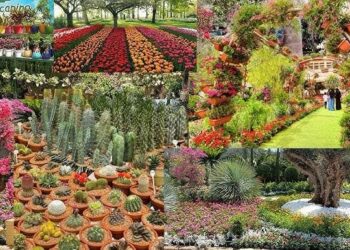 وزارة الزراعة تقرر تمديد فعاليات معرض “زهور الربيع” حتى نهاية شهر مايو الجاري