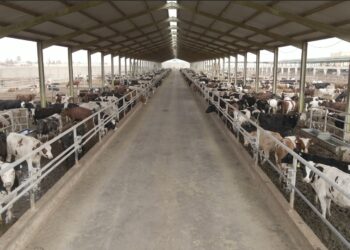 إطلاق برنامج بنك الطعام المصري لصك الأضحية للعام العشرين على التوالي لتوفير لحوم الأضاحي للأسر الأكثر احتياجاً في جميع محافظات مصر