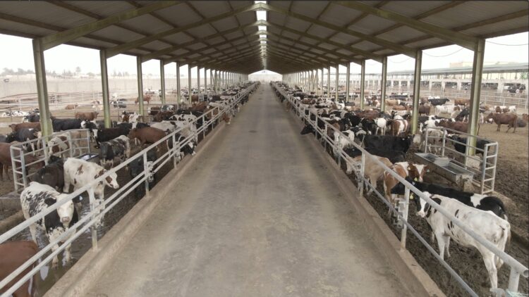 إطلاق برنامج بنك الطعام المصري لصك الأضحية للعام العشرين على التوالي لتوفير لحوم الأضاحي للأسر الأكثر احتياجاً في جميع محافظات مصر